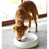 Miski dla kotów - lucky kitty Lucky-Kitty Miska Ceramika - 700 ml, O 27 cm - miniaturka - grafika 1