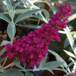 Budleja D17 - Sadzonki drzew krzewów - miniaturka - grafika 2