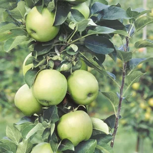 In My Garden Jabłoń  (Malus) Staropolski ogród - Sadzonki drzew krzewów - miniaturka - grafika 2