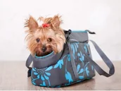 Transportery dla kotów - Hobbydog Torba - Grafitowa w kwiaty - Rozmiar 2 - miniaturka - grafika 1