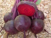 Nasiona i cebule - BURAK ĆWIKŁOWY Betina (Beta vulgaris L.) - miniaturka - grafika 1