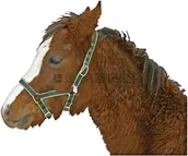 Kantary dla koni - Kantar dla źrebaka nylonowy regulowany zielony - miniaturka - grafika 1