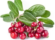 Sadzonki drzew krzewów - ŻURAWINA WIELKOOWOCOWA Pilgrim - miniaturka - grafika 1