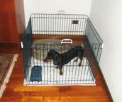 Sprzęt podróżny i transportery dla psów - Ferplast Kojec dla psa Dog Training, Gwarancja terminu lub 50 zł! - miniaturka - grafika 1