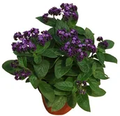 Sadzonki drzew krzewów - Heliotrop doniczka 10 cm - miniaturka - grafika 1