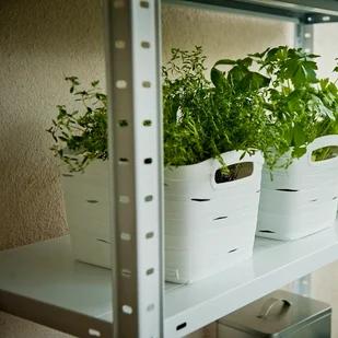 CURVER Kosz RIBBON 8 L 27 x 17 x 21 cm CURVER - Pudła i pojemniki do przechowywania - miniaturka - grafika 2