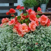 Sadzonki drzew krzewów - Begonia Solenia D12 - miniaturka - grafika 1