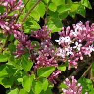 Sadzonki drzew krzewów - Związek Szkółkarzy Polskich Bez - Lilak pospolity Olimpiada Kolesnikova (Syringa - miniaturka - grafika 1