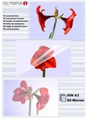 Folie do laminatora - Olympia zestaw folii 80 mikrony A3 50 szt. 4030152091744 - miniaturka - grafika 1