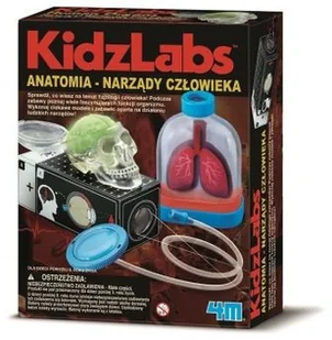 4M KidzLabs Anatomia narządy człowieka 3374 - Mały naukowiec - miniaturka - grafika 2