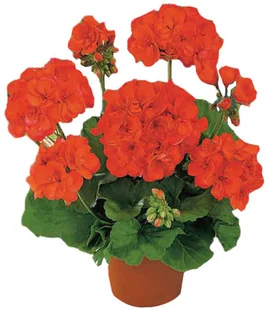 Pelargonia (Pelargonium) rabatowa 25-30 cm - Sadzonki drzew krzewów - miniaturka - grafika 2
