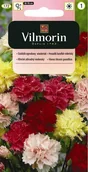 Nasiona i cebule - Vilmorin Goździk ogrodowy Wiedeński mieszanka Classic 0,5g - miniaturka - grafika 1