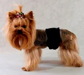 Specjalistyczne artykuły dla zwierząt - Grande Finale Pampas czarny - majtki dla samca rozmiar 3 [PA1/3] - miniaturka - grafika 1