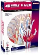 Mały naukowiec - 4M 4D HUMAN - Anatomia Człowieka - Dłoń - 26057 - miniaturka - grafika 1