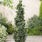 Sadzonki drzew krzewów - Związek Szkółkarzy Polskich Trzmielina japońska Kathy ( Euonymus japonicus Kathy - miniaturka - grafika 1