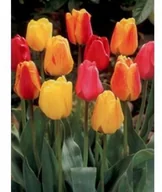 Nasiona i cebule - Ogrodnictwo Wiśniewski Tulipany Darwins mix 50 - miniaturka - grafika 1