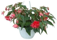 Sadzonki drzew krzewów - Begonia kosz 21 cm - miniaturka - grafika 1