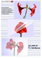 Folie do laminatora - Olympia zestaw folii 80 mikrony A3 50 szt. 4030152091744 - miniaturka - grafika 1