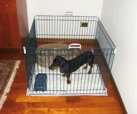 Sprzęt podróżny i transportery dla psów - Ferplast Kojec dla psa Dog Training, Gwarancja terminu lub 50 zł! - miniaturka - grafika 1