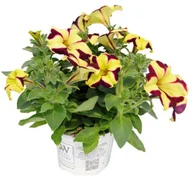 Sadzonki drzew krzewów - Crazytunia doniczka 12 cm - miniaturka - grafika 1