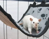 Klatki dla gryzoni - Savic Relax De Luxe Large Hamak - miniaturka - grafika 1