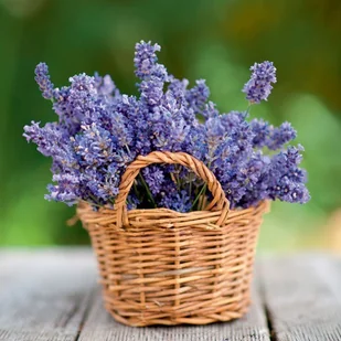 Lawenda wąskolistna doniczka śr. 11 cm - Sadzonki drzew krzewów - miniaturka - grafika 2