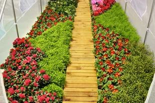 Home&Garden Home Garden Tunel foliowy 300 x 800 cm (24 m2) zielony (192742) 192742 - Szklarnie ogrodowe Home&Garden Home Garden Tunel foliowy 300 x 800 cm (24 m2) zielony (192742) 192742 - Szklarnie ogrodowe - miniaturka - grafika 7