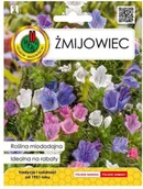 Nasiona i cebule - Nasiona żmijowiec 1 g - miniaturka - grafika 1