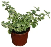 Sadzonki drzew krzewów - Helichrysum doniczka 10 cm - miniaturka - grafika 1