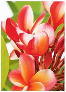 Avery Zweckform Papier fotograficzny Premium 250g 210 x 297mm 20 arkuszy Zweckform 2556-20 - Papier do drukarek - miniaturka - grafika 2