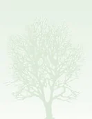Artykuły biurowe - Arkusze barwne - Drzewo - miniaturka - grafika 1