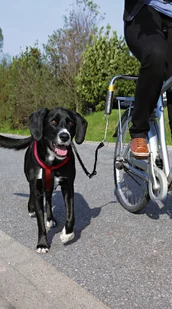 Trixie SMYCZ DO JAZDY NA ROWERZE TX-1287 - Smycze dla psów - miniaturka - grafika 2