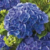 Sadzonki drzew krzewów - Hortensja w odmianie doniczka C4 - miniaturka - grafika 1