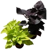 Sadzonki drzew krzewów - Ipomoea doniczka 10 cm - miniaturka - grafika 1