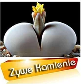 Nasiona i cebule - Żywe Kamienie - miniaturka - grafika 1