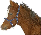 Kantary dla koni - Kantar dla źrebaka nylonowy regulowany niebieski - miniaturka - grafika 1