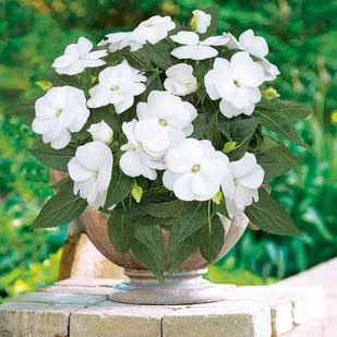 Niecierpek nowogwinejski doniczka 10 cm - Sadzonki drzew krzewów - miniaturka - grafika 2