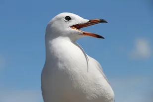 Obiektyw Canon EF-S 18-135mm f/3.5-5.6 IS STM (6097B005AA) - Obiektywy - miniaturka - grafika 4