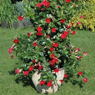 Sundaville - Dipaldenia doniczka 12 cm - Sadzonki drzew krzewów - miniaturka - grafika 2