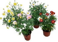 Sadzonki drzew krzewów - Agyranthema doniczka 10 cm - miniaturka - grafika 1