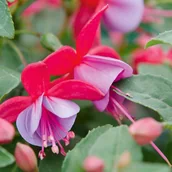 Sadzonki drzew krzewów - Fuksja w koszu - miniaturka - grafika 1