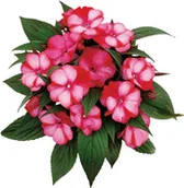 Sadzonki drzew krzewów - Niecierpek nowogwinejski doniczka 10 cm - miniaturka - grafika 1