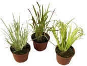 Sadzonki drzew krzewów - Trawy doniczka 12 cm - miniaturka - grafika 1