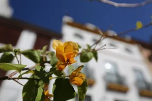 Obiektyw Canon EF 16-35mm f/4L IS USM (9518B005AA) - Obiektywy - miniaturka - grafika 3