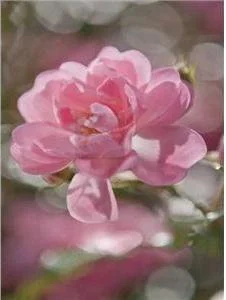 Komar Fototapeta Bouquet 4-713... - Fototapety - miniaturka - grafika 2