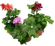 Sadzonki drzew krzewów - Pelargonia zonale II doniczka 10 cm - miniaturka - grafika 1