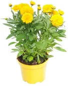 Sadzonki drzew krzewów - Nachyłek Coreopsis D17 - miniaturka - grafika 1