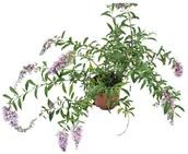 Sadzonki drzew krzewów - Budleja D17 - miniaturka - grafika 1