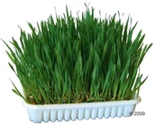 Przysmaki dla gryzoni - Kerbl Trawa Dla Gryzoni 100 G - miniaturka - grafika 1