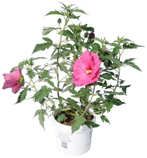Hibiscus ogrodowy doniczka 5 l - Sadzonki drzew krzewów - miniaturka - grafika 2